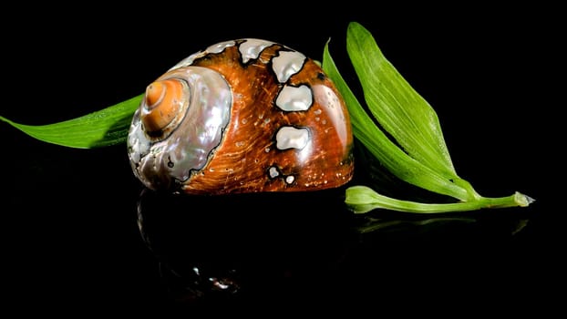 Pearly snail sea shell of Turbo sarmaticus South African turban on a black background