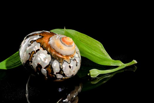 Pearly snail sea shell of Turbo sarmaticus South African turban on a black background