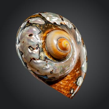 Pearly snail sea shell of Turbo sarmaticus South African turban on a gray background