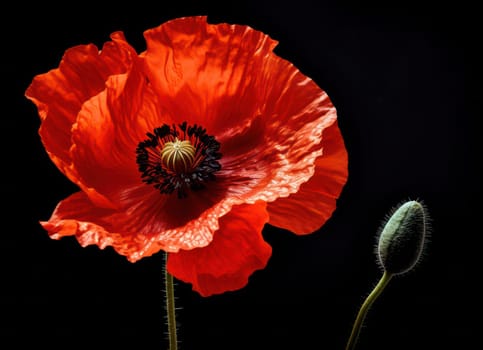 Scarlet Beauty: Vibrant Red Poppy Blossom in a Delicate Field of Wildflowers