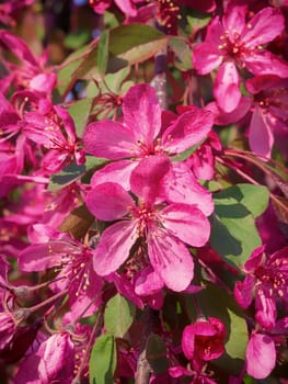 Branches of apple blossoming, pink flowers. Apple blossom panorama wallpaper background. Spring flowering garden fruit tree.