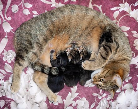 Beautiful Siberian cat with newborn kittens close-up