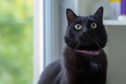 Portrait of a beautiful black cat at home.