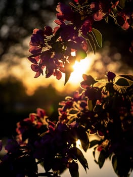 Branches of apple blossoming, pink flowers. Apple blossom panorama wallpaper background. Spring flowering garden fruit tree.