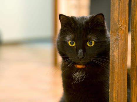 Portrait of a beautiful black cat at home.