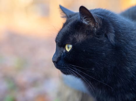 A black cat lies on a stump in the garden.