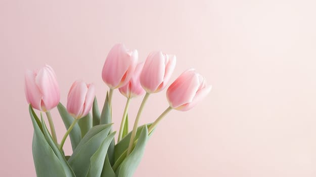 Tulips on a soft pastel background. Spring banner with place for congratulations. High quality photo