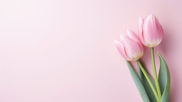 Tulips on a soft pastel background. Spring banner with place for congratulations. High quality photo