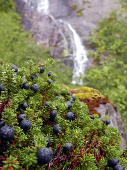 Black berry (empetrum nigrum) in raindrops against the backdrop of a waterfall. Kola Peninsula, Khibiny