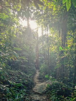 Trail in the jungle of thailand. The sun shines through the branches of trees