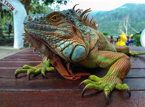 A green iguana (Iguana iguana), also known as the American iguana, laying on a bench with an orange body and bright blue head and face. Lizard on a table with green tropical leaves in background