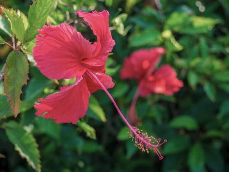 Pollen of Hibiscus rosa-sinensis or Chaba Flower is mix with red and yellow color. A flower is red, showy and big. Hibiscus can make Folk medicine and drug.
