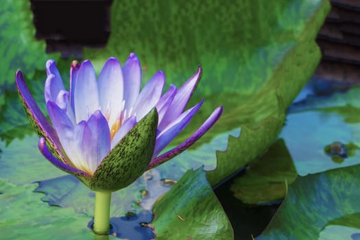 beautiful lotus flower on the water after rain in garden.