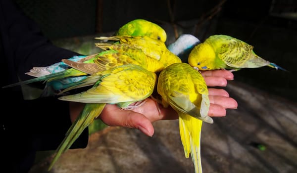 multi-colored budgies are pecking hand food.