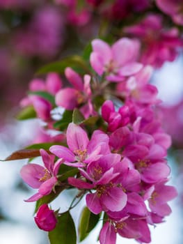 Branches of apple blossoming, pink flowers. Apple blossom panorama wallpaper background. Spring flowering garden fruit tree.