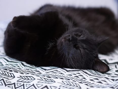 Cute black cat lies on the bed