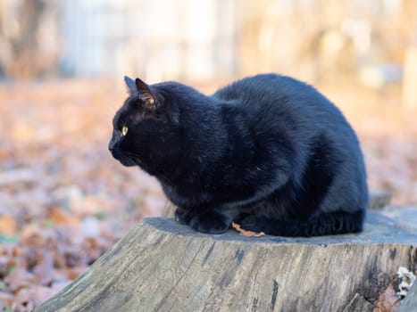 A black cat lies on a stump in the garden.