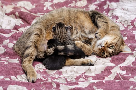 Beautiful Siberian cat with newborn kittens close-up