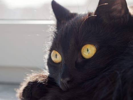 Portrait of a beautiful black cat at home.