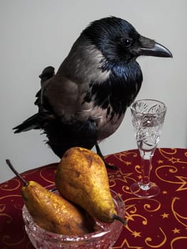 Crow bird on a red table with pears in a glass and a glass of vodka. gothic atmosphere