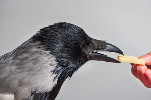 gray crow bird eats cheese from hand.