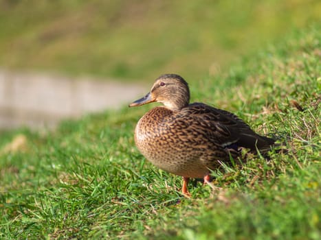 Mallard wild duck (Anas platyrhynchos) standing on the grass, male wild duck outside the water.