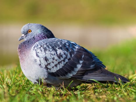 Beautiful pigeon bird standing on grass