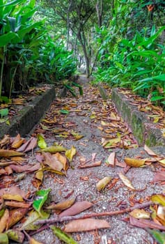 concrete path with fallen leaves among green plants.?