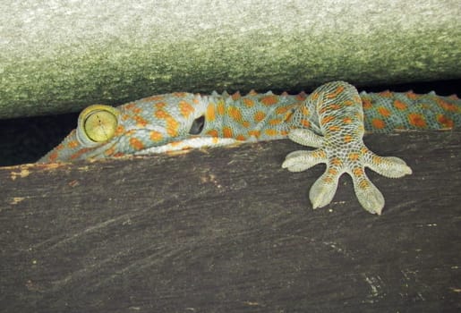 Tokai gecko (Gekko gecko) hid between the boards.