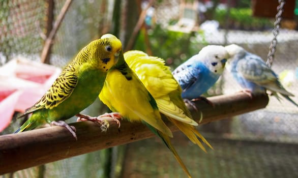 multicolored budgies sit on a wooden stick
