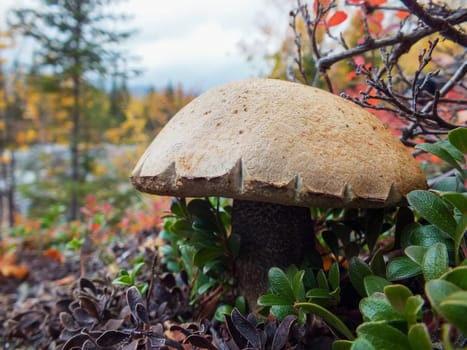 Mushroom close-up in autumn on a background of mountains.