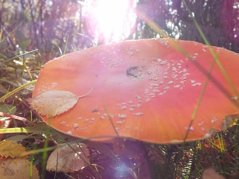 Mushroom close-up in autumn on a background of mountains.