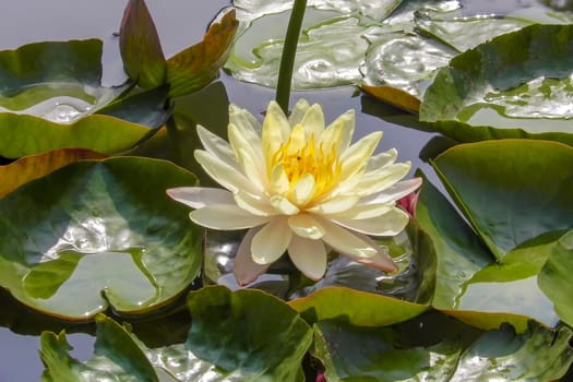 beautiful lotus flower on the water after rain in garden.