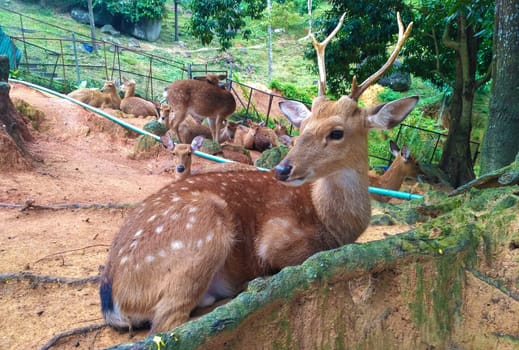 Young caucasian woman feeds a sika deer in the countryside..