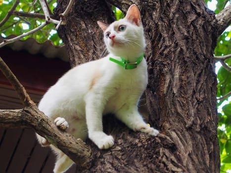 Small cute kitten climbing tree