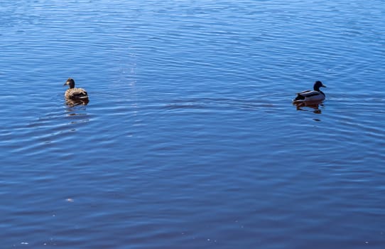 mallard duck on the lake