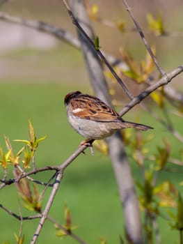House sparrow perched on a tree branch.