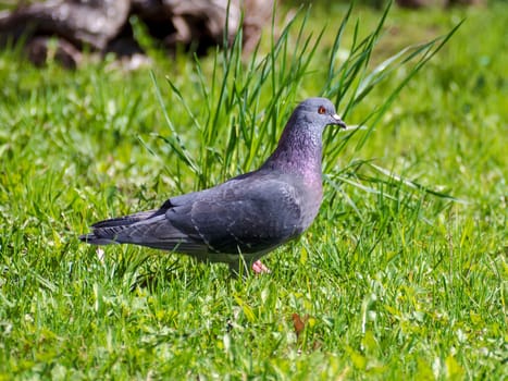 Beautiful pigeon bird standing on grass