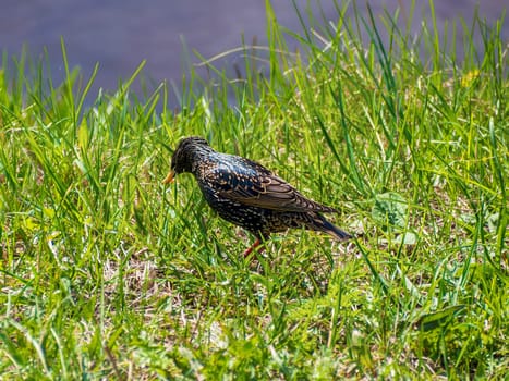 black bird - starling looking for worms in the grass