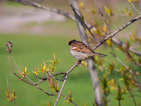 House sparrow perched on a tree branch.