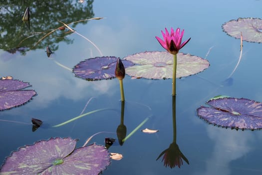 beautiful lotus flower on the water after rain in garden.