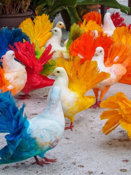Multi-colored painted birds pigeons. Paradise Park, Samui, Thailand.
