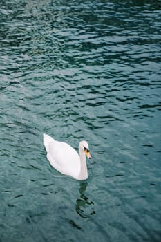 White swan swims on a clear deep lake. High quality photo
