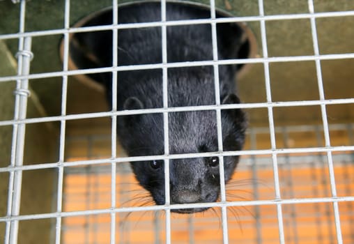 Fur farm. A black mink in a cage looks through the bars.