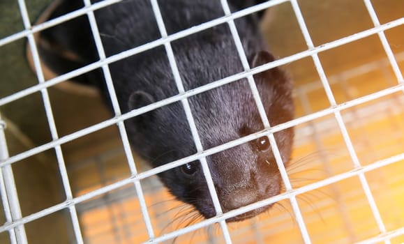 Fur farm. A black mink in a cage looks through the bars.