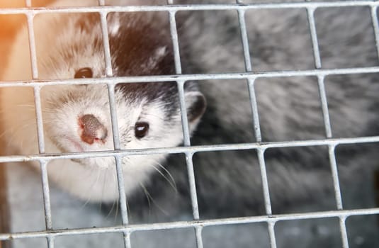 Fur farm. A gray mink in a cage looks through the bars.