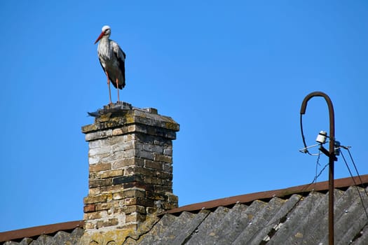 A stork sits on the roof of an old house. Selects a place to build a nest.