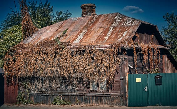 Old wooden house covered with ivy. Dried brown ivy. Entrance to an old house.