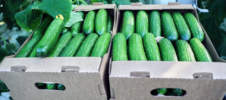 Picking cucumbers in a greenhouse. Close-up of boxes with cucumbers in the aisle.