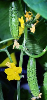 Picking cucumbers in a greenhouse. Close-up of boxes with cucumbers in the aisle.